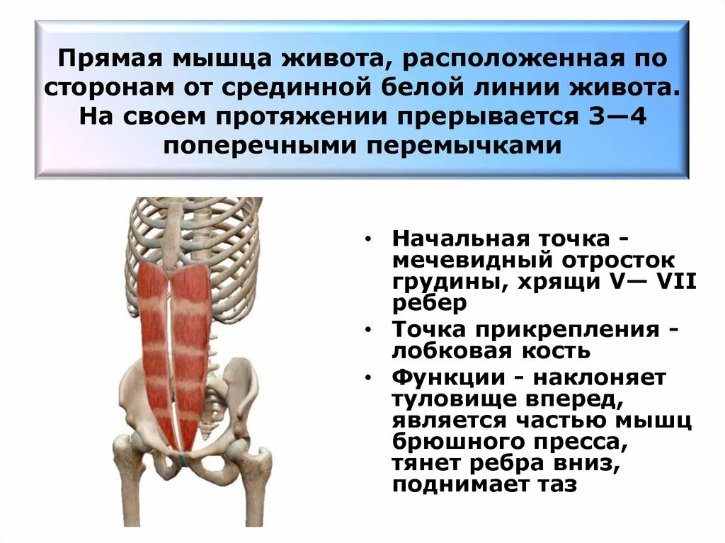 Функция прямой мышцы живота