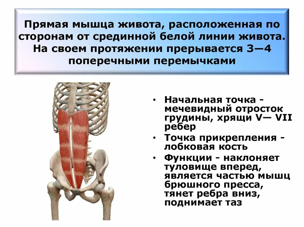 К чему крепятся мышцы. Прямые мышцы пресса функции. Точки крепления прямой мышцы живота. Прямая мышца живота (3 сухожильных перемычки). Функция прямой мышцы живота (m. rectus abdominis):.