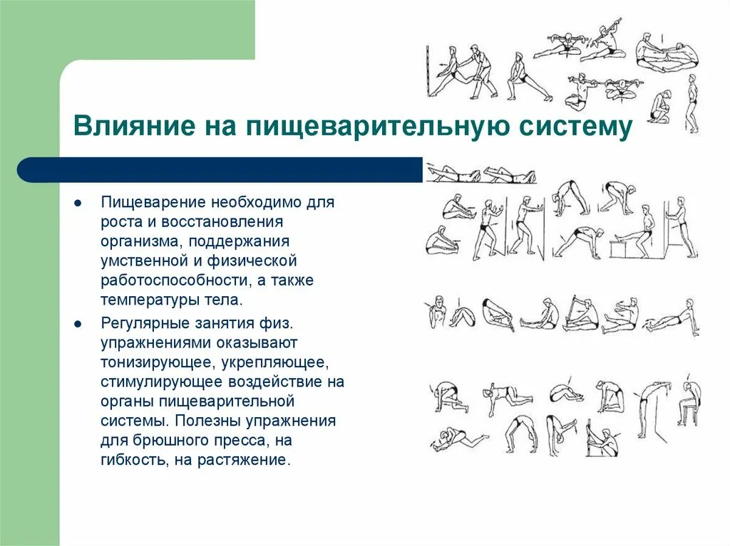 Влияние физических упражнений на пищеварительную систему. Как влияют физические упражнения на основные системы организма?. Влияние физических упражнений на основную систему органов. Влияние физических упражнений на нервную пищеварительную систему. Упражнения пищеварительная система