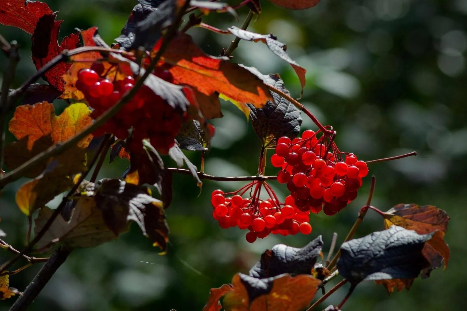 рябина шиповник калина кусты. рябина красная рябина черная боярышник. рябина обыкновенная многоствольная. калина красная куст. у калины куст рябины.