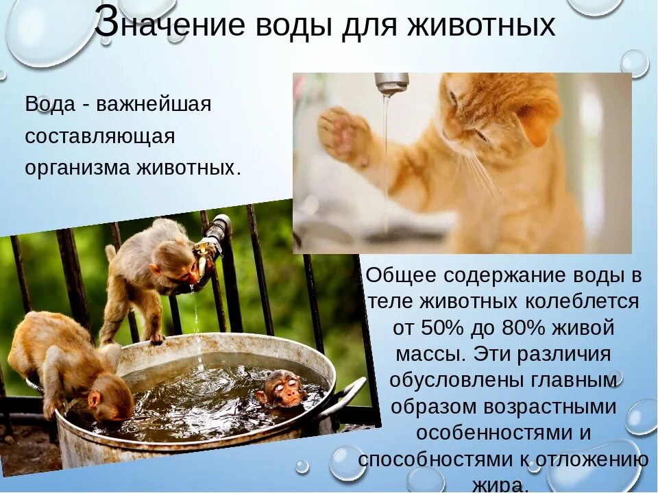 Сколько воды пьет кошка. Вода в жизни животных. Роль воды для животных. Значение воды для животных. Польза воды для животных.