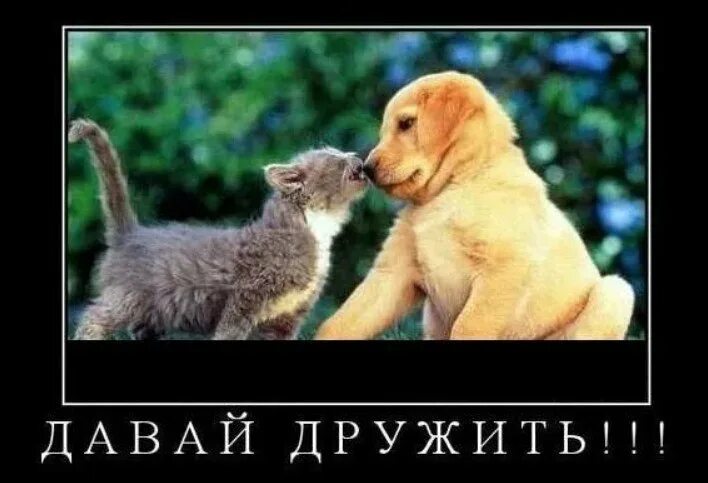 Давайте дружить картинки. Открытка давайте дружить. Давайте знакомиться и дружить. Когда дружить будем. Картинка дружить.