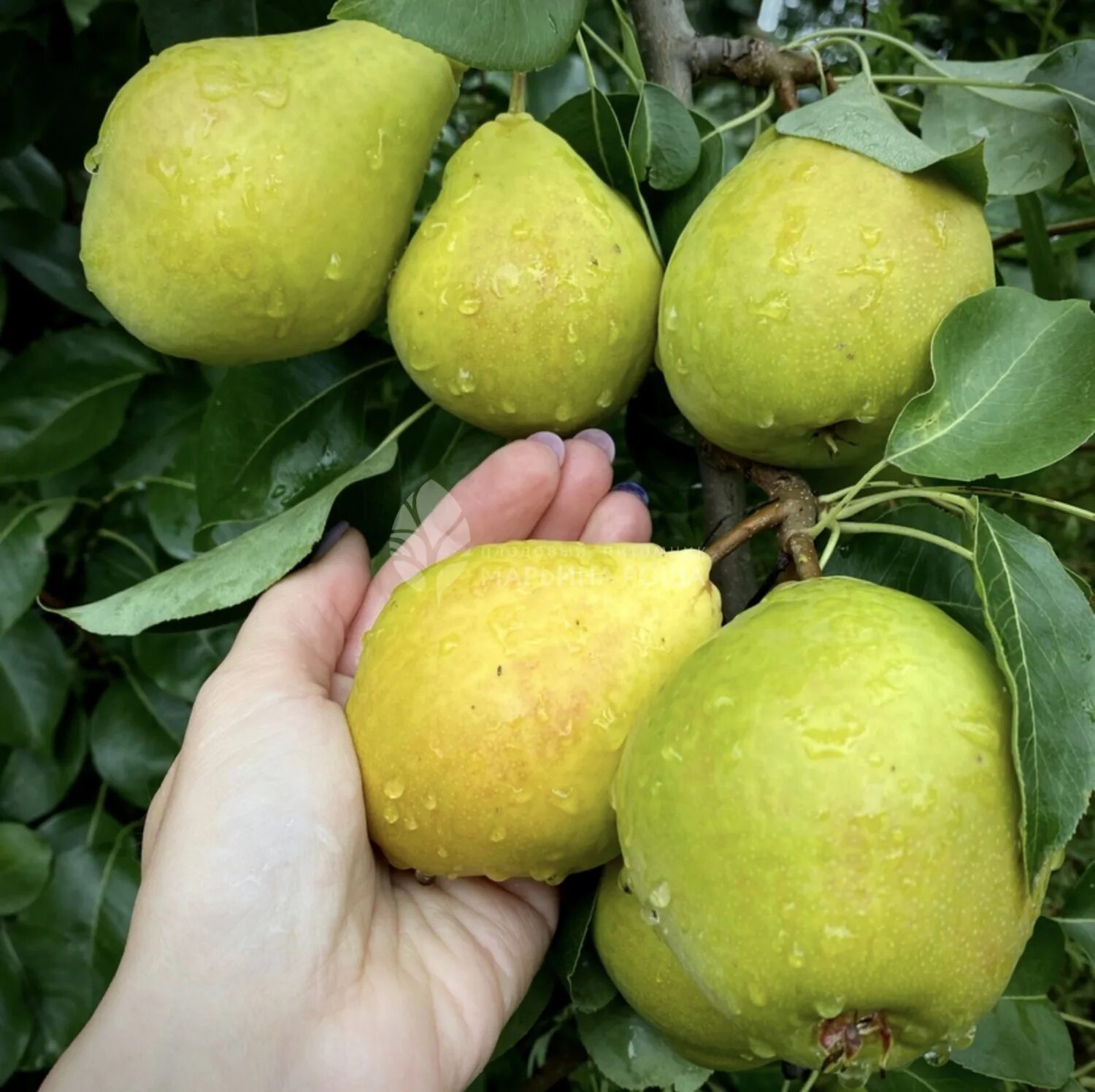 Груша Кафедральная. Груша Кафедральная (летний сорт). Сорт груши Кафедральная. Груша Дюшес Кафедральная. Кафедральная груша описание сорта опылители