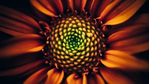 Sunflower 4