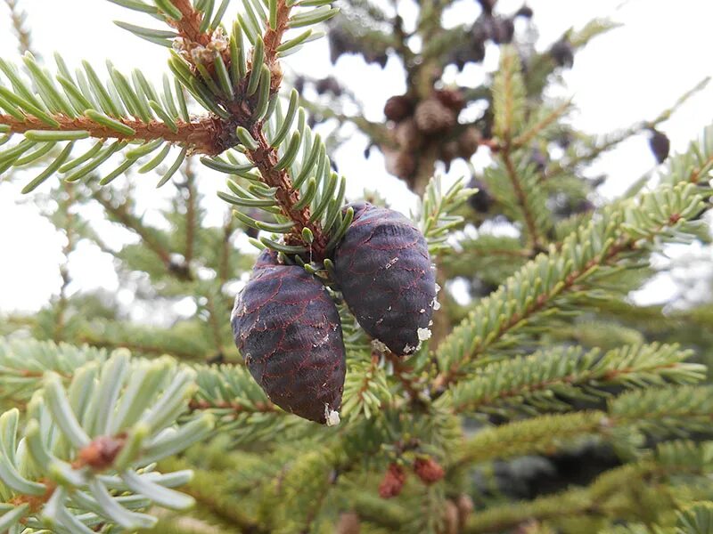 Ель черная Picea Mariana. Picea engelmannii шишки. Ель черная (Picea Mariana) Nana. Picea Mariana шишки.