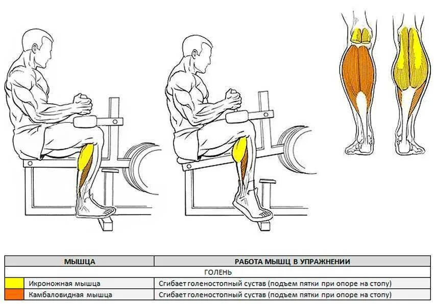 Как накачать голень. Подъём икроножных мышц сидя. Разгибание ног в тренажере сидя схема. Тренажёр для икроножных мышц сидя чертёж. Упражнения для камбаловидной мышцы.