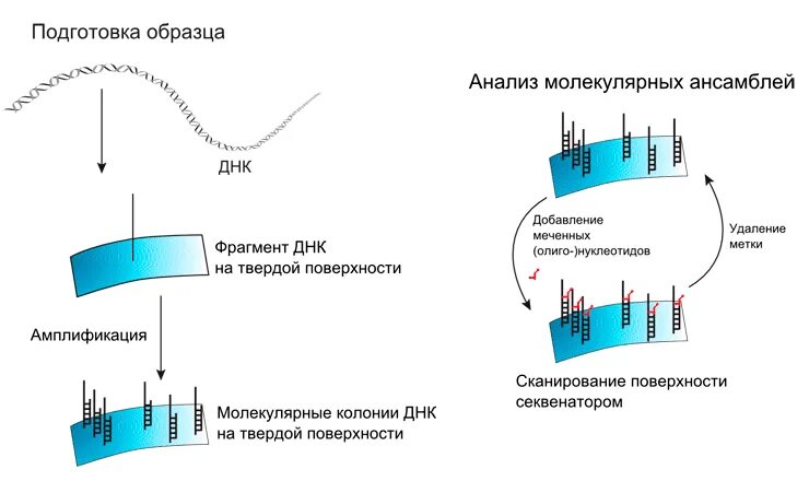 Метод секвенирования днк. NGS (next-Generation sequencing – секвенирование нового поколения. Секвенирование ДНК этапы. Методы секвенирования ДНК второго поколения. Секвенирование NGS этапы.