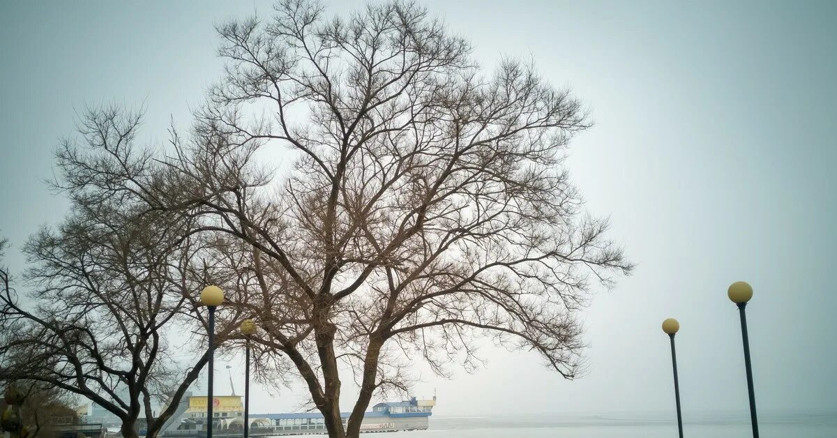 Сосна Могильная Россия