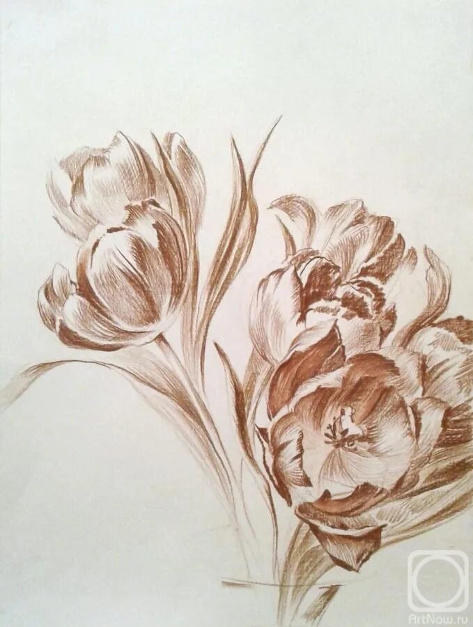 Рассмотри изображение ковыля ландыша тюльпана. Пейзаж сангиной. Цветы сепия. Цветы сангиной. Натюрморт сепией.