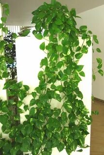 Комнатные лианы виды и названия