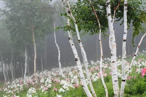 Спят березы белые