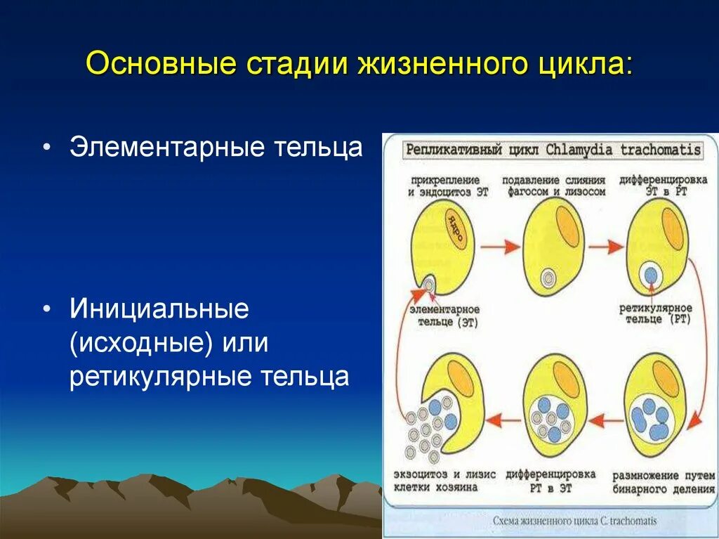 Жизненный цикл хламидий. Стадии жизненного цикла хламидии. Основные этапы жизненного цикла хламидий. Хламидия этап жизненного цикла. Основные этапы жизненного цикла хламидия.