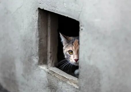Как выманить кота из подполья