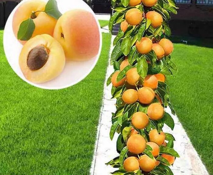 Колоновидный абрикос дерево. Абрикос колоновидный принц март. Сорта колоновидных абрикосов. Абрикос сорт колоновидный звёздный. Колоновидный абрикос дерево.