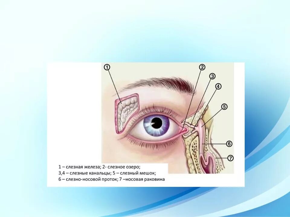 Слезно носовой канал. Слезная железа и слезный мешок. Заболевание слезного аппарата дакриоцистит. Дакриоцистит абсцесс слезного мешка.