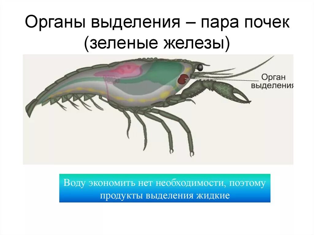 Органы выделительной системы членистоногих. Членистоногие органы выделения. Зелёные железы у ракообразных. Выделительная ракообразных. Органы выделения речного рака