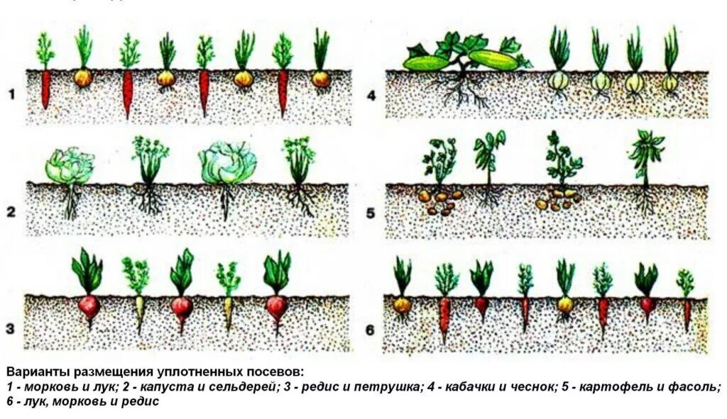 На каком расстоянии сажать свеклу. Лук порей схема посадки. Схема посева посадки моркови. Схема посадки грядок.