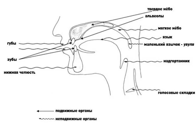 Подвижные и неподвижные органы артикуляции. Профиль органов артикуляционного аппарата. Схема «строение артикуляционного аппарата». Голосовой аппарат артикуляционный аппарат. Система артикуляции