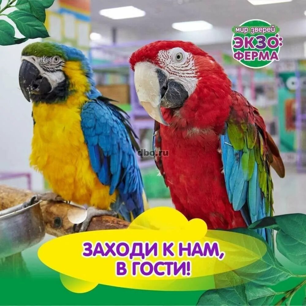 Экзоферма. Выставка животных. экзоферма барнаул. экзоферма барнаул 2025.