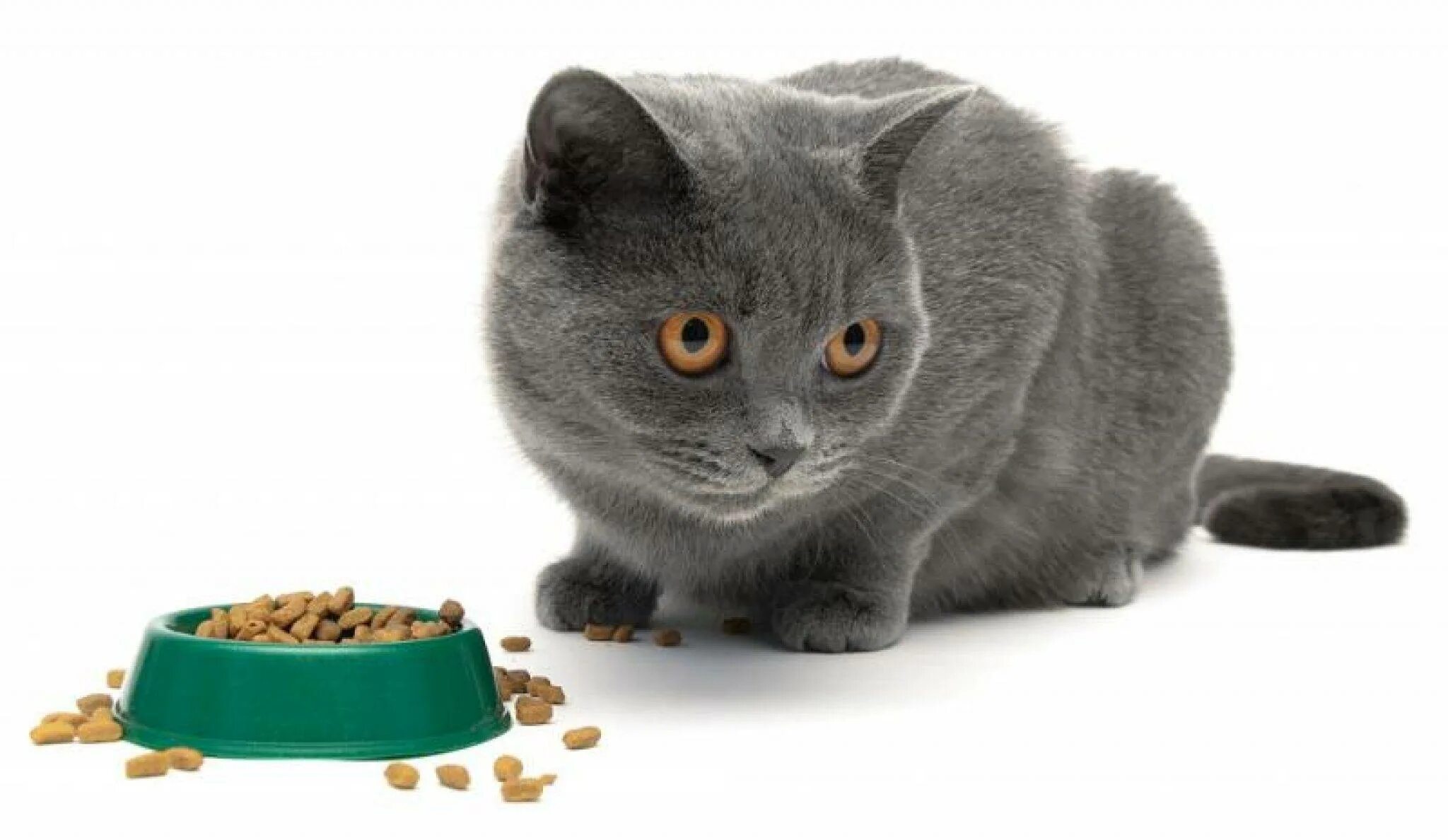Кошка плохо ест корм. Кот кушает. Корм Cat Joys. Британский кот кушает. Кошка ест на белом фоне.