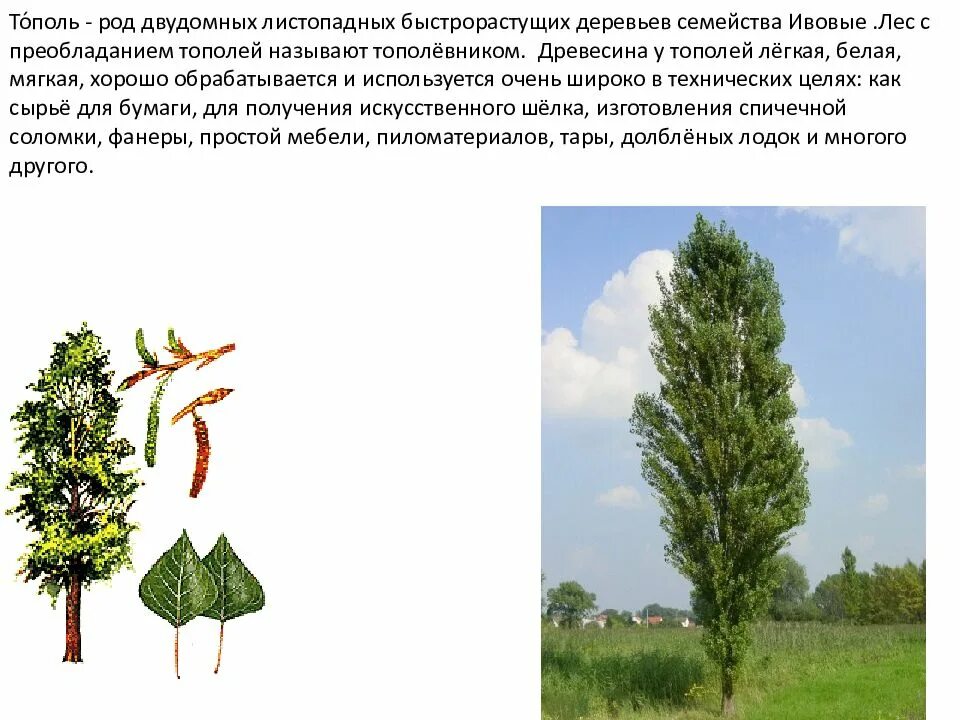 Тополь род. Семейство ивовые тополь. род тополь семейство ивовые. тополь двудомное. тополь двудомное растение.