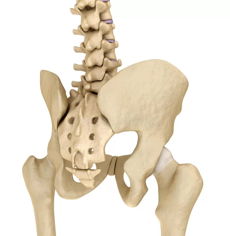 Крестец. Скелет человека крестцовый отдел. Скелет человека крестех. Скелет крестец и таз.