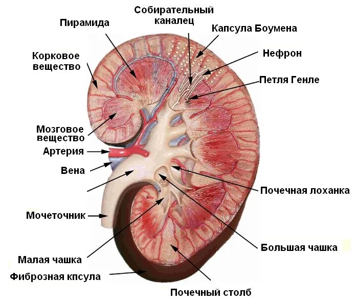 Паренхима почки анатомия. Строение паренхимы почки анатомия. Поперечный срез почки строение. Анатомия почек поперечный срез.