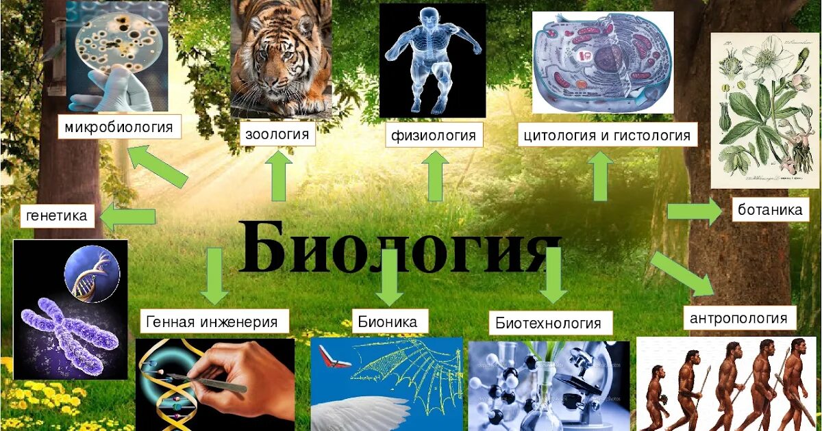 Дополнительная информация по биологии. Биология картинки. картинки на тему биология. изучение биологии. биология темы.