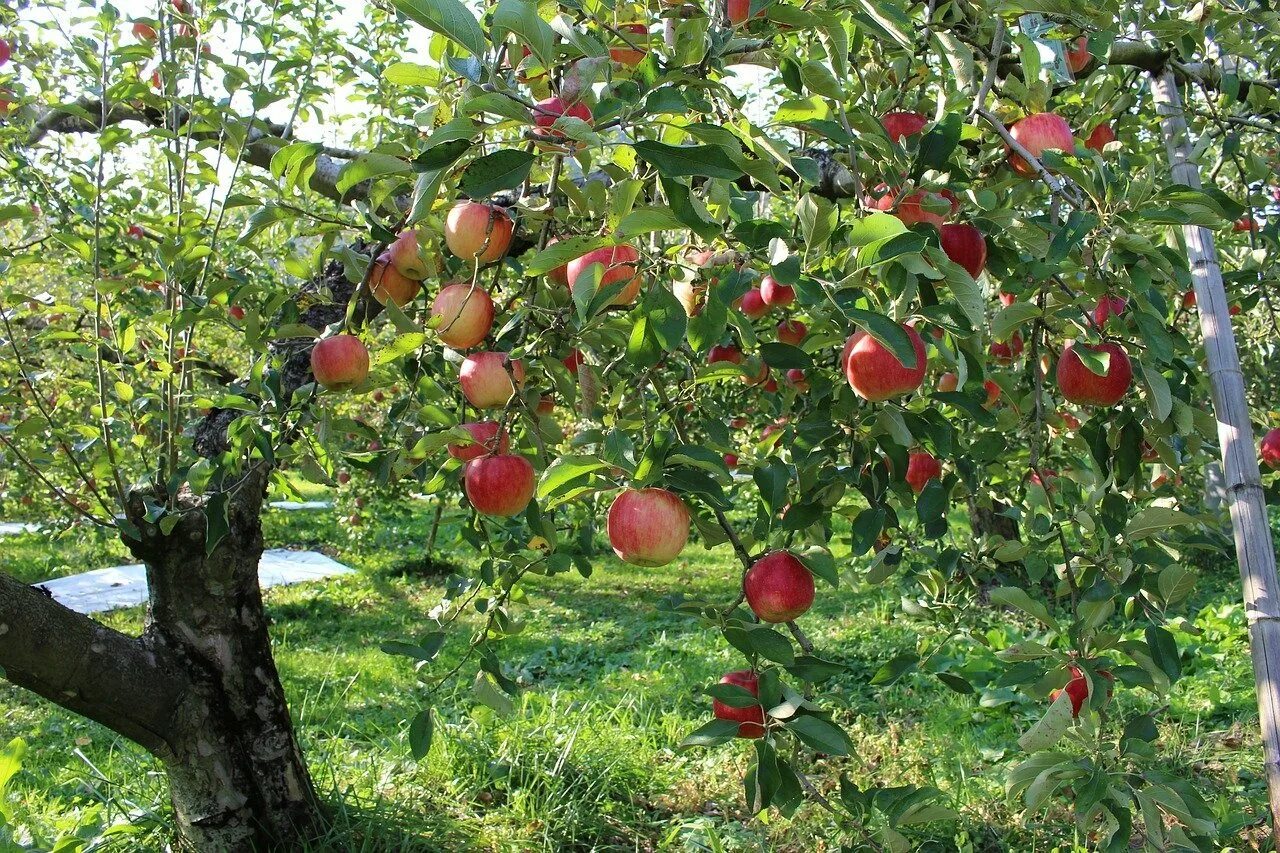 Яблоня во дворе. Соловьевское яблоня. Карликовые плодовые деревья. Яблоня Уэлси. Яблоня плодовая дерево.