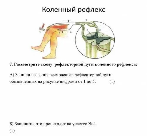 Схема рефлекторной дуги коленного рефлекса. Рефлекторная дуга коленного рефлекса последовательность. Звенья дуги коленного рефлекса схема. Схема рефлекторной дуги коленного рефлекса 5 звеньев. Рефлекторная дуга коленного рефлекса человека последовательность