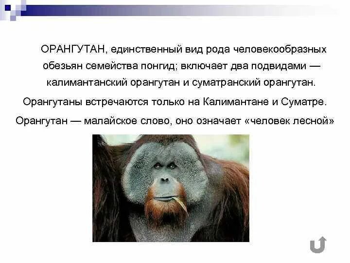Орангутан сообщение 4. Тема сообщения о орангутане. орангутан описание. орангутан из красной книги. низшие приматы семейства.