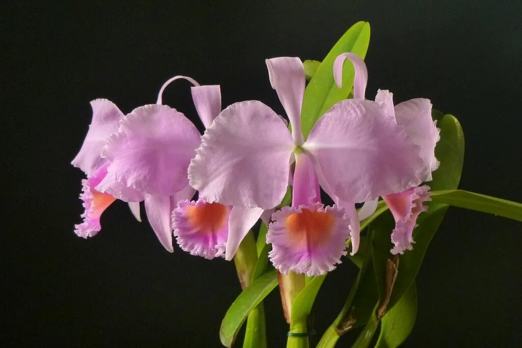 Каттлея schroederae Popayan. Орхидея Cattleya Minerva. Каттлея арагуенсис. Каттлея Antigone (Cattleya schilleriana × Cattleya purpurata).