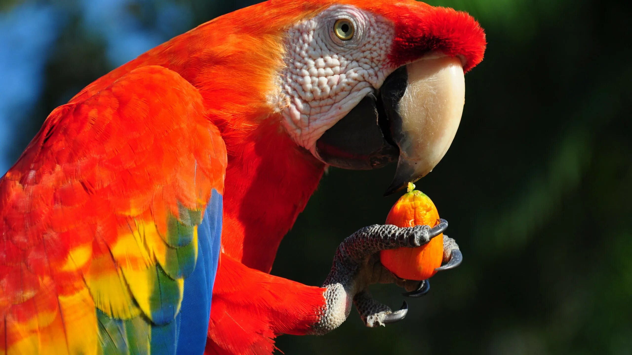 Кто такой попугай. Попугай ара красный. Попугай Macaw. Южноамериканский попугай ара. Красный ара птенец.