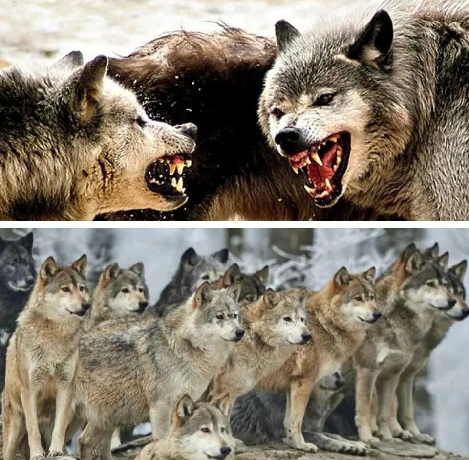 Wolfsrudel (by Micha Röder) Wolf dog, Wolf love, Animal totems