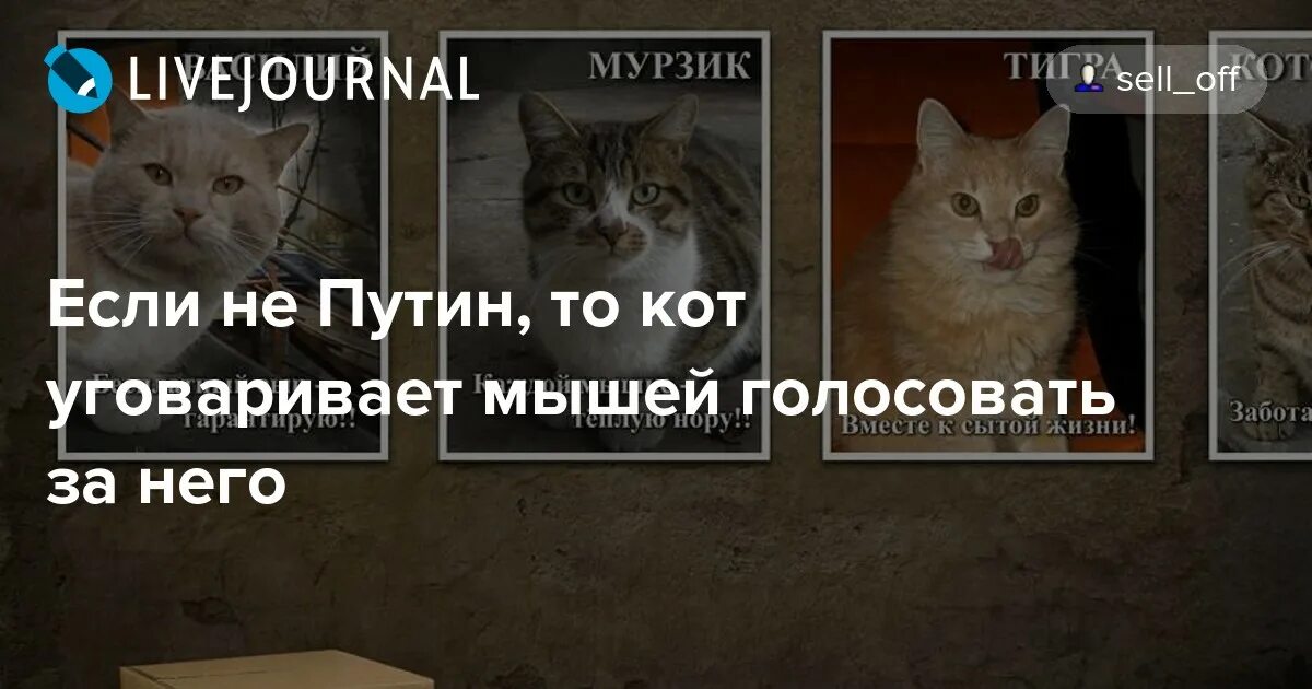 Если не он то кот. Если не то кот.