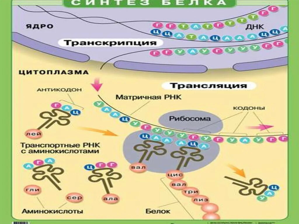 4 этапы синтеза белка. Результат транскрипции биосинтеза белка. Биосинтез белка схема ЕГЭ биология. Биосинтез белка 9 класс биология.