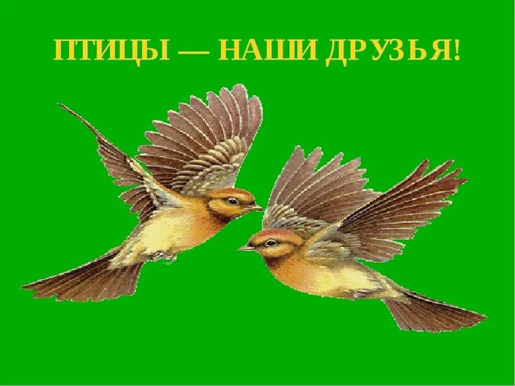 Птицы наши друзья. Пчитчы нашы друзя. Крылатые друзья птицы. Птицы пернатые друзья.