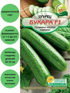 Огурец бухара