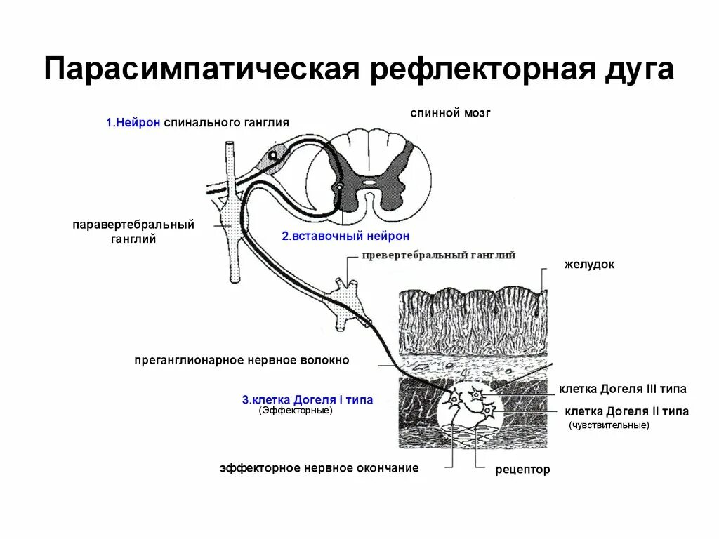 Дуги вегетативной нервной системы. Рефлекторная дуга парасимпатической нервной системы схема. Дуга вегетативного рефлекса парасимпатическая. Рефлекторная дуга вегетативной системы. Дуги симпатического рефлекса и парасимпатического отдела.