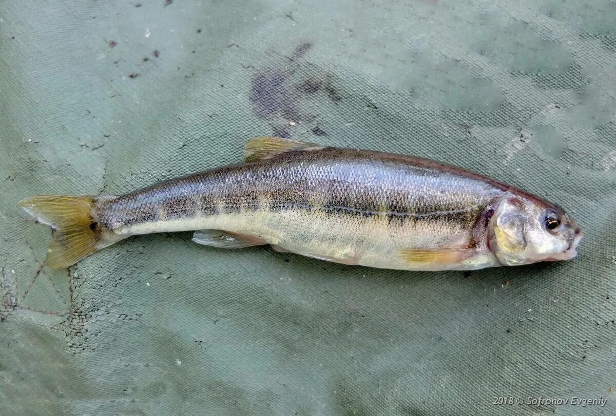 Обыкновенный гольян. Гольян обыкновенный - Phoxinus Phoxinus. Рыба гольян красавка. Речной гольян (Phoxinus Phoxinus).