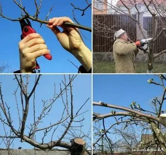 Как правильно обрезать деревья видео