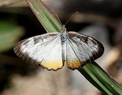 COMMON MESTRA (Mestra amymone) (10-30-12) sycamore cyn off ruby road, scc, ...