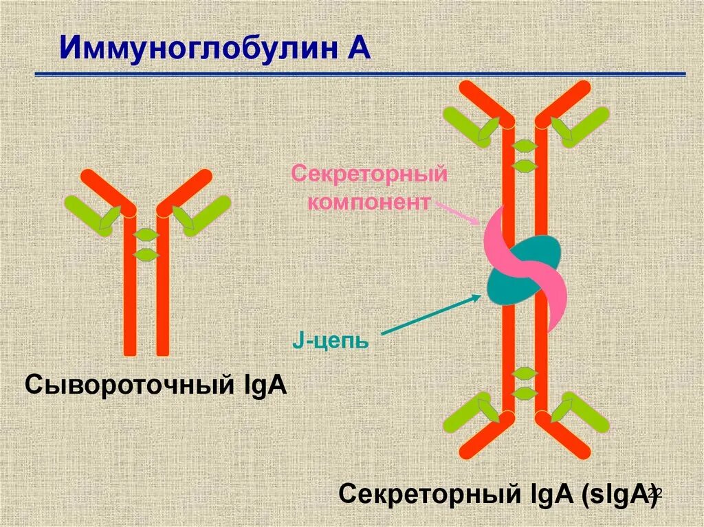 Иммуноглобулин т. Структура иммуноглобулина iga. Схема строения секреторного иммуноглобулина а. Iga антитела строение. Секреторный иммуноглобулин а1.