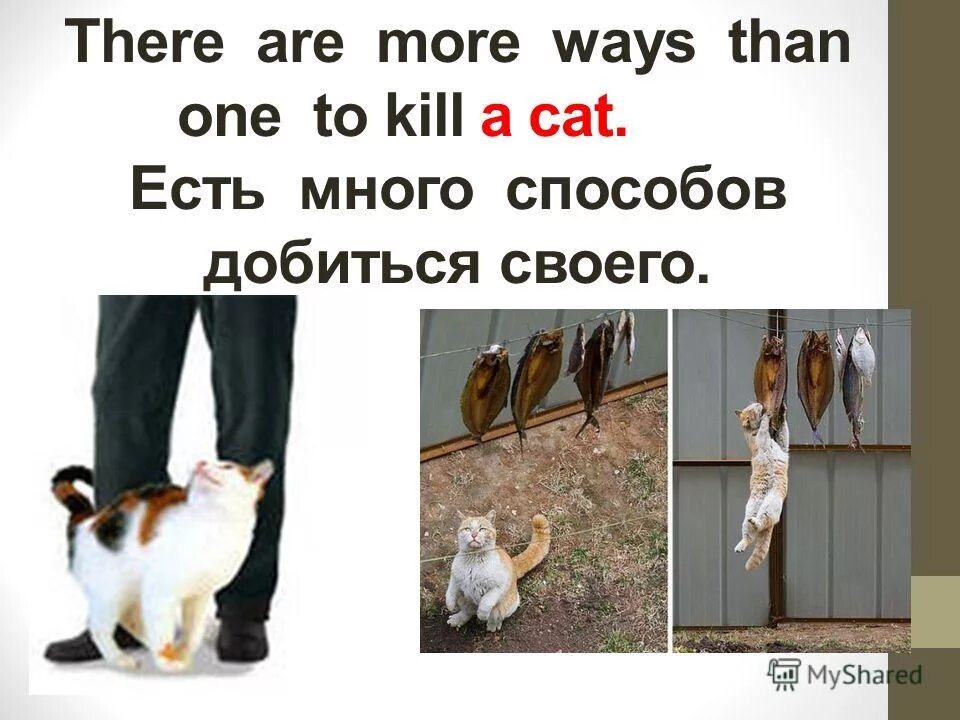 More than one many. Voodoo circle 2008 voodoo circle. There are more ways than one to kill a cat. One day. In most of the cases.