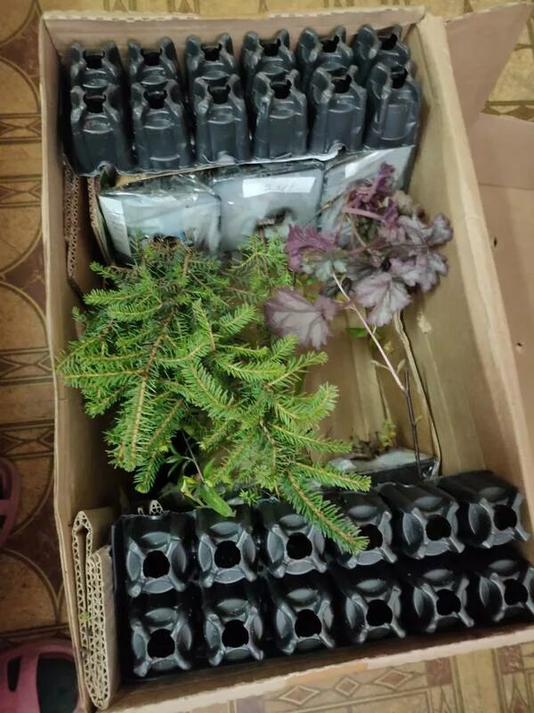 питомник цветы поволжья каталог с ценами официальный сайт. цветник поволжья хрящевка. украшения на газон для детского сада. сады поволжья питомник тольятти. питомник цветник поволжья.