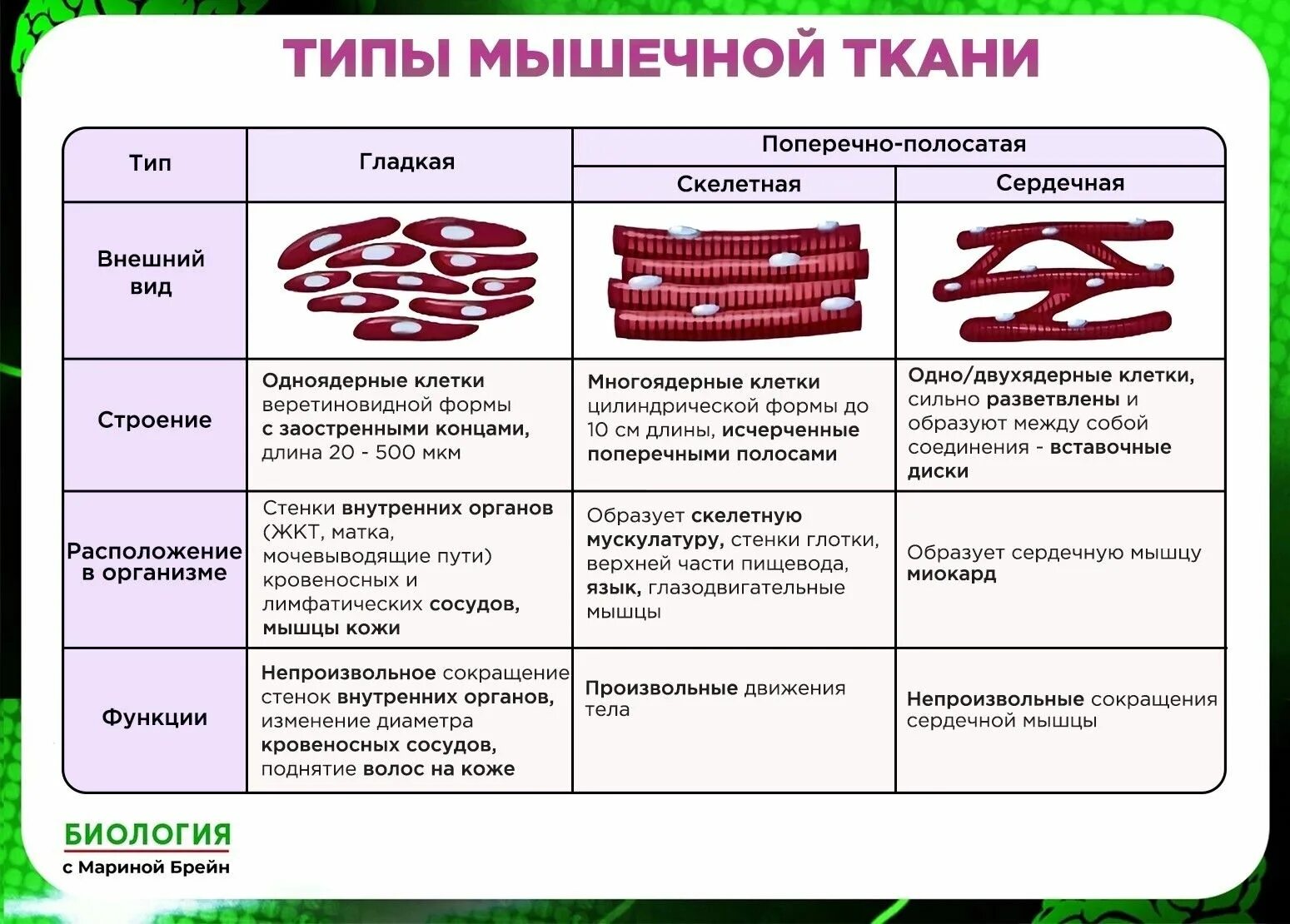 Таблица ткань строение рисунок