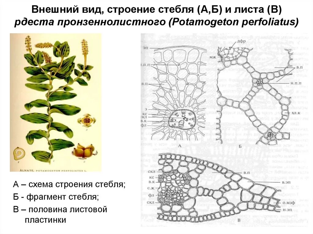 Особенности внутреннего строения элодеи. Поперечный срез листа рдеста. Поперечный срез стебля рдеста. Строение стебля рдеста. Поперечный срез стебля рдеста микроскоп.