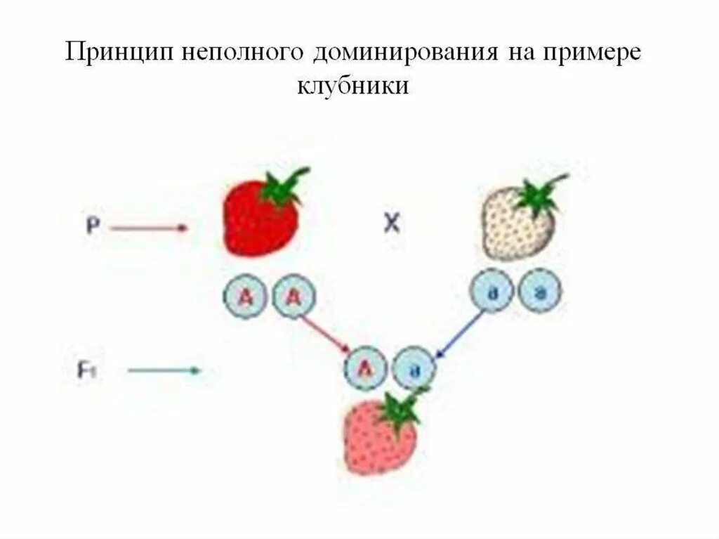 Скрещивание двух гетерозигот при неполном доминировании