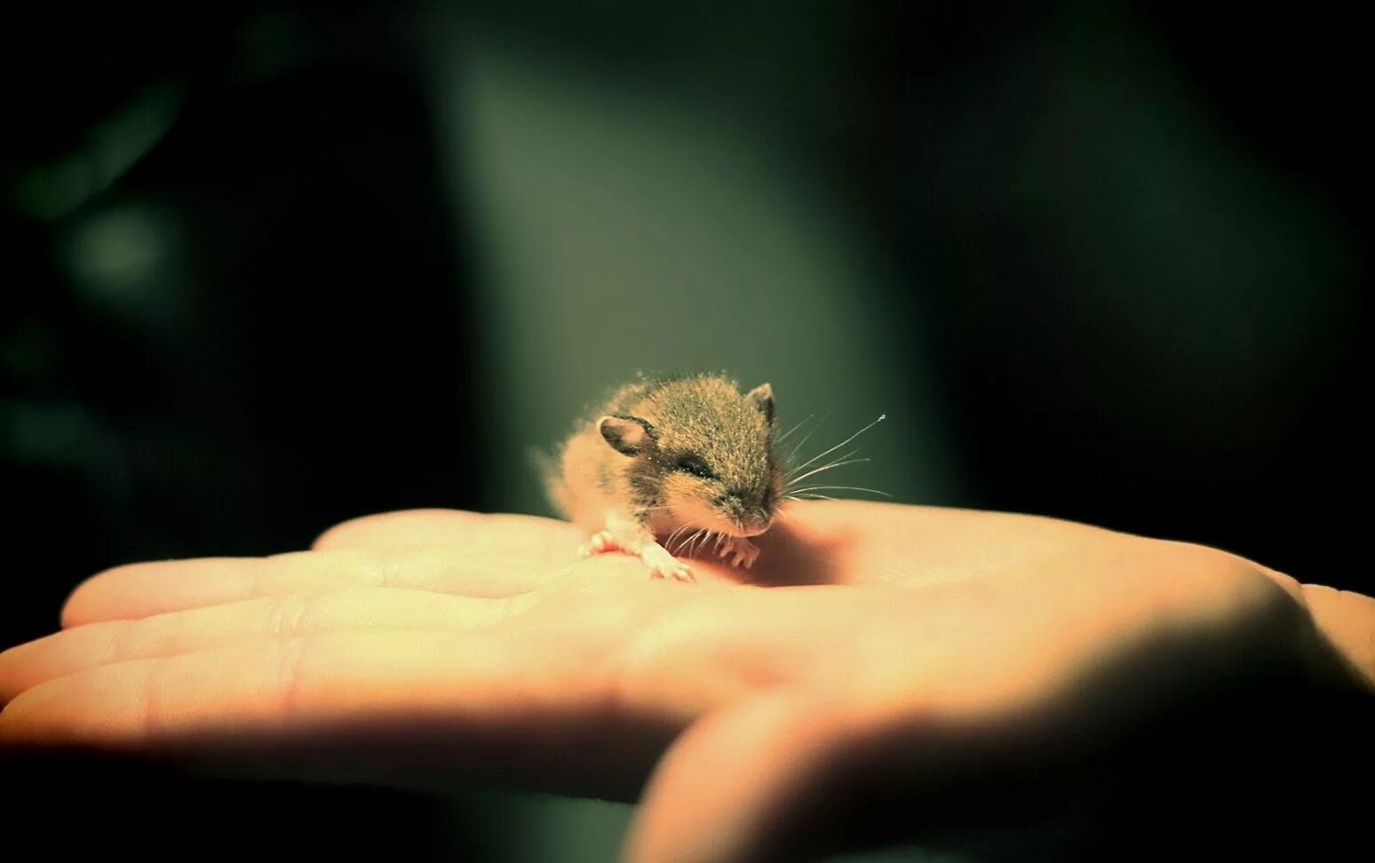 Домовая мышь mus musculus linnaeus. Милая мышка. Маленькая мышь. Это маленькая мышка. Это маленькая мышка.