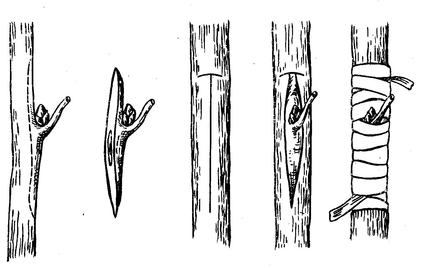 Прививка почкой (глазком) — окулировка. Прививка яблони окулировкой. Окулировка яблони глазком. Способы прививки плодовых деревьев окулировка. Прививка почкой какое время